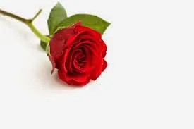 A rosa que te dei -