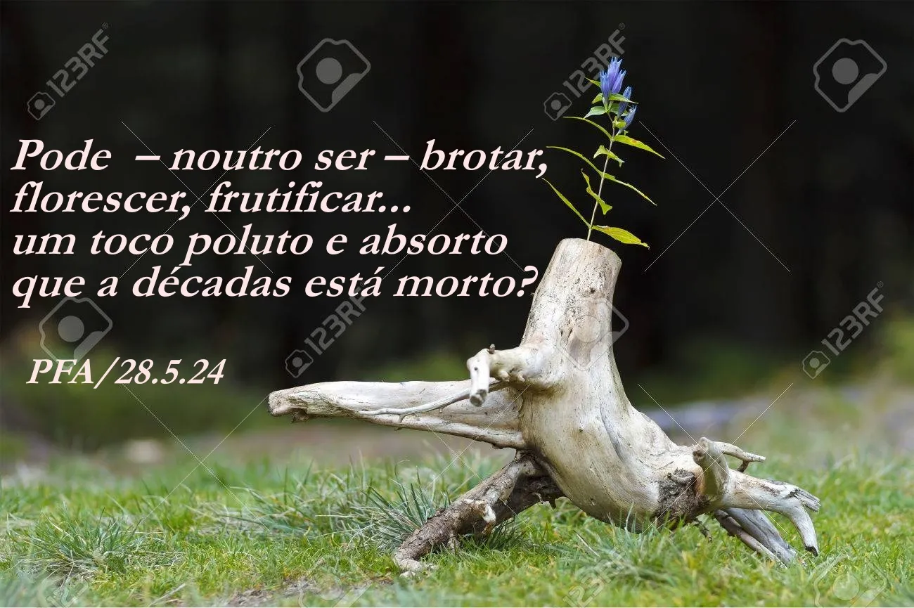 Toco seco (Ver mais)